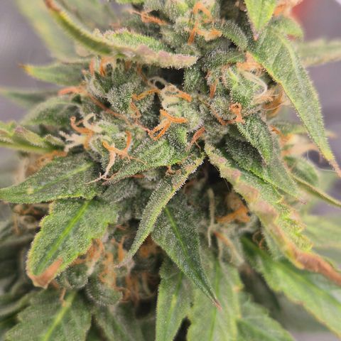 LSD auto (63-70 Tage ab Keimung) growlog timeline photo