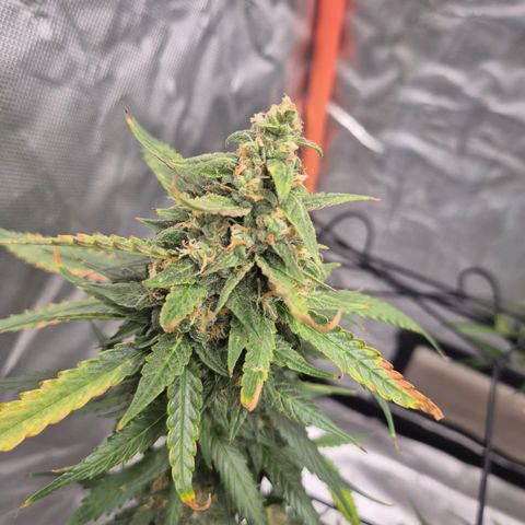 LSD auto (63-70 Tage ab Keimung) growlog timeline photo
