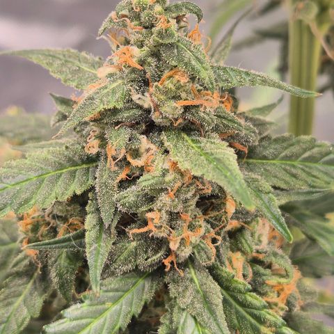 LSD auto (63-70 Tage ab Keimung) growlog timeline photo