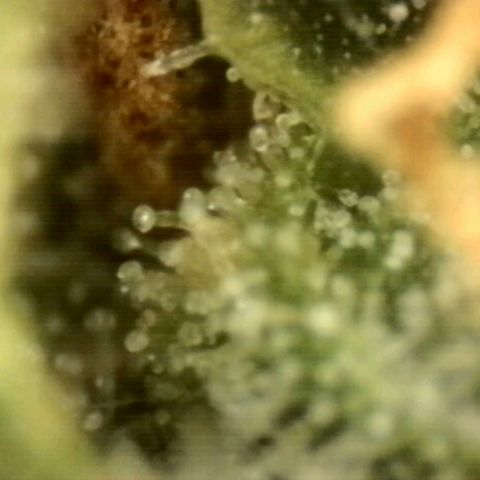 LSD auto (63-70 Tage ab Keimung) growlog photo: Lsd am besten ernten wenn man im high peak ist, da die berühmte "psychedelische" Wirkung dann am stärksten ist