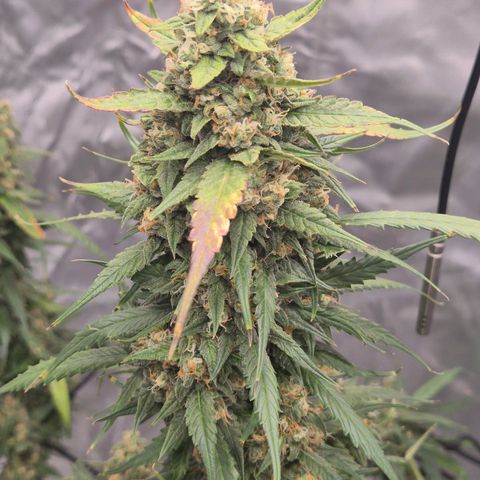 LSD auto (63-70 Tage ab Keimung) growlog timeline photo
