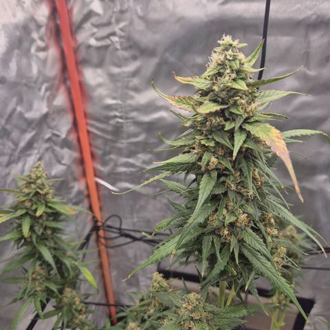 LSD auto (63-70 Tage ab Keimung) growlog timeline photo
