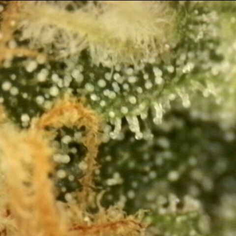 LSD auto (63-70 Tage ab Keimung) growlog photo: Lsd am besten ernten wenn man im high peak ist, da die berühmte "psychedelische" Wirkung dann am stärksten ist