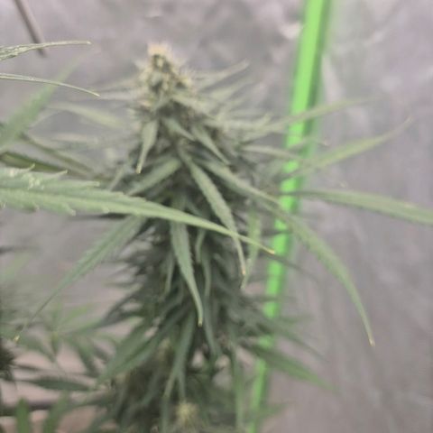 💚CHOCOLOPE 🍫 ☕️auto (56-63 BT) growlog timeline photo