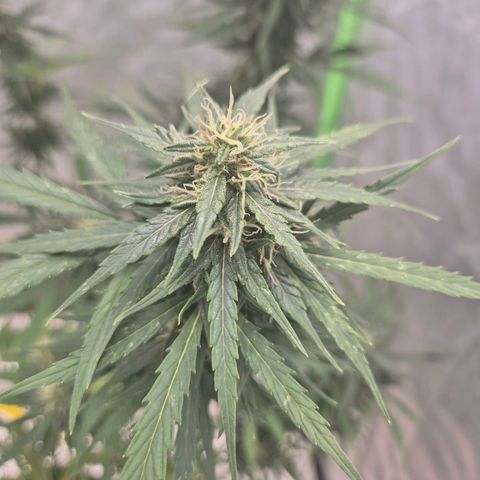 💚CHOCOLOPE 🍫 ☕️auto (56-63 BT) growlog timeline photo