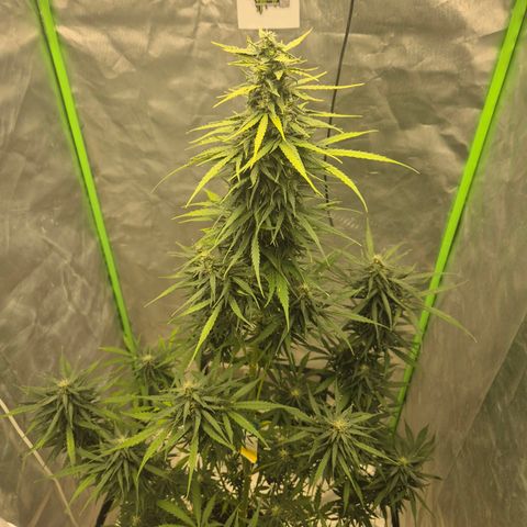 💚CHOCOLOPE 🍫 ☕️auto (56-63 BT) growlog timeline photo