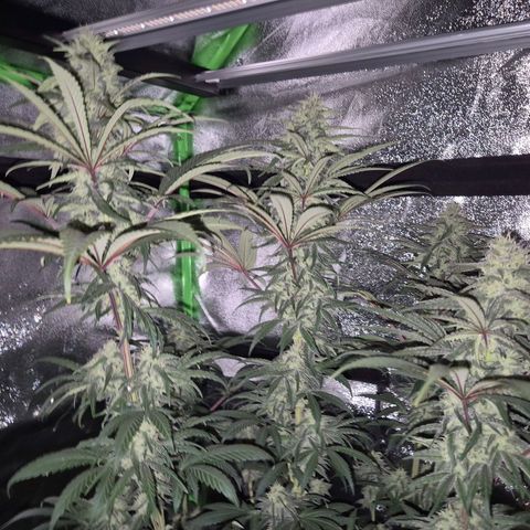 ICE 💚🧊 (63-70bt) growlog timeline photo