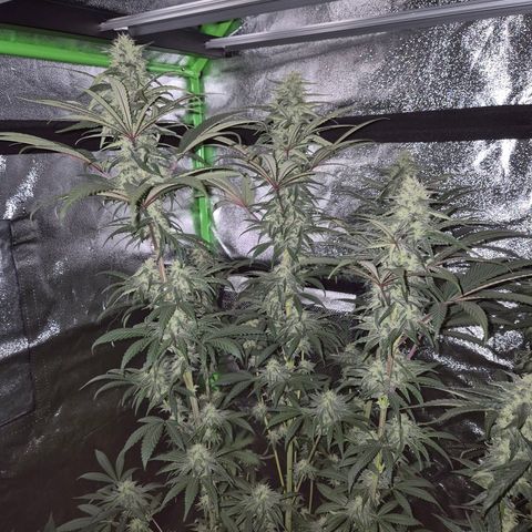 ICE 💚🧊 (63-70bt) growlog timeline photo
