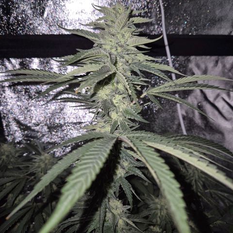 Ice cream cake 🍰 & permanent marker🖊(65-73bt) growlog timeline photo
