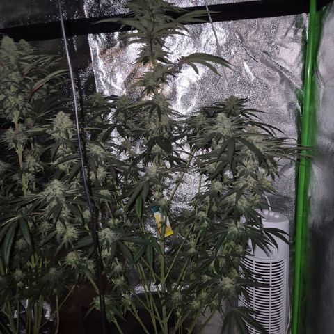 Ice cream cake 🍰 & permanent marker🖊(65-73bt) growlog timeline photo