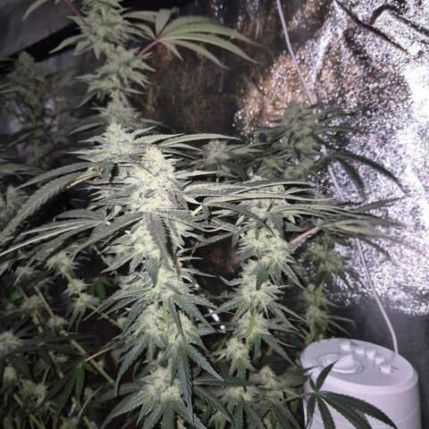 Ice cream cake 🍰 & permanent marker🖊(65-73bt) growlog timeline photo