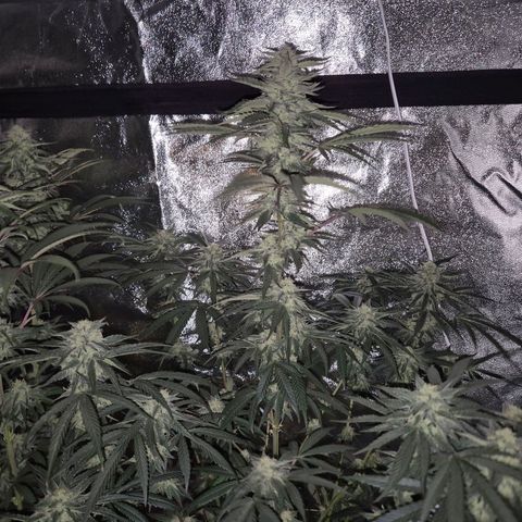 Ice cream cake 🍰 & permanent marker🖊(65-73bt) growlog timeline photo