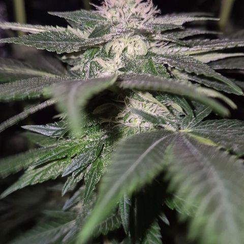 💚Bubba kush 🦝 (56-63 BT) growlog timeline photo
