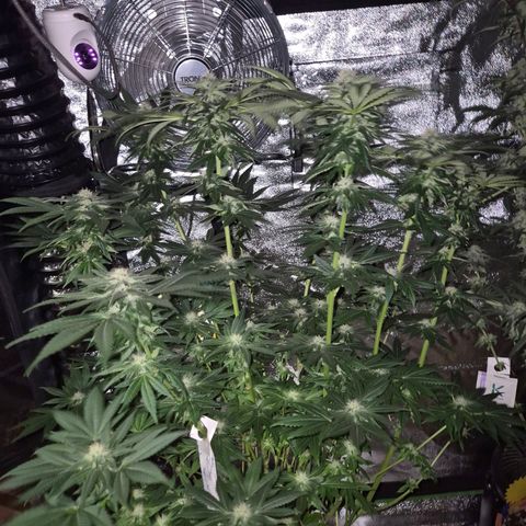 💚Bubba kush 🦝 (56-63 BT) growlog timeline photo