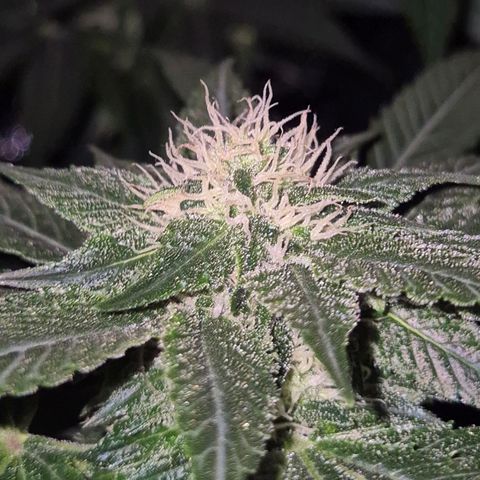 💚Bubba kush 🦝 (56-63 BT) growlog timeline photo