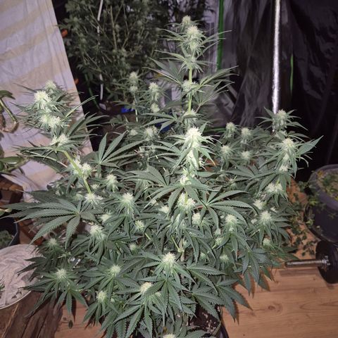 Tangerine dream 🌴 (60-65bt)  growlog timeline photo