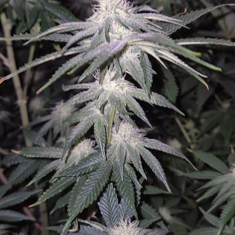 Mimosa evo stecki  🍊🍋🍍 (65-70bt) growlog timeline photo