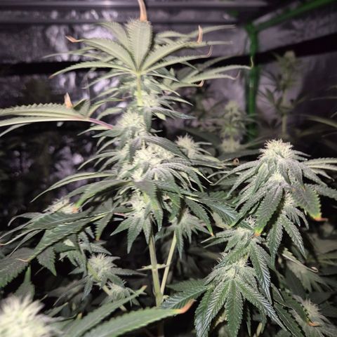 Mimosa evo stecki  🍊🍋🍍 (65-70bt) growlog timeline photo