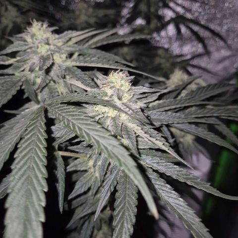 Ice cream cake 🍰 & permanent marker🖊(65-73bt) growlog timeline photo