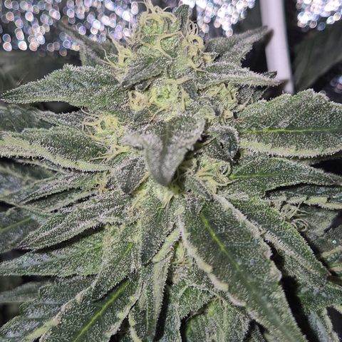 Ice cream cake 🍰 & permanent marker🖊(65-73bt) growlog timeline photo
