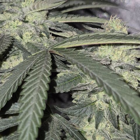 Ice cream cake 🍰 & permanent marker🖊(65-73bt) growlog timeline photo
