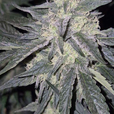Ice cream cake 🍰 & permanent marker🖊(65-73bt) growlog timeline photo