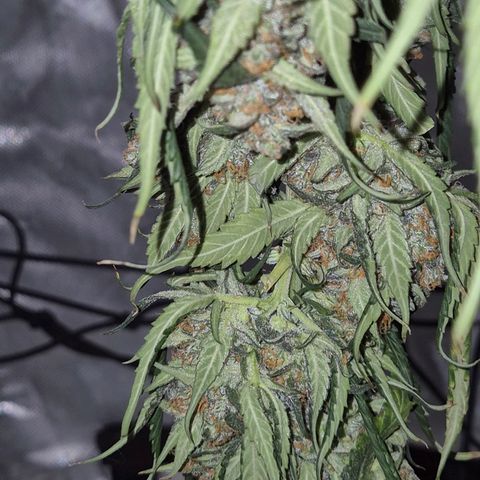 LSD auto (63-70 Tage ab Keimung) growlog timeline photo