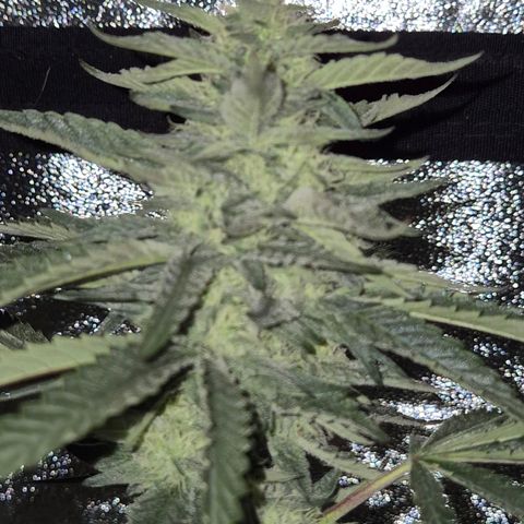 Ice cream cake 🍰 & permanent marker🖊(65-73bt) growlog timeline photo