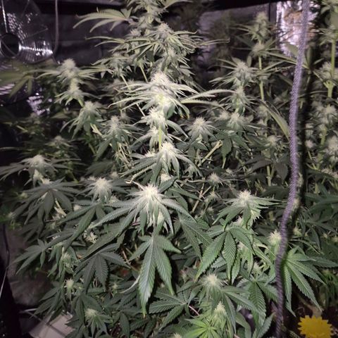 Mimosa evo stecki  🍊🍋🍍 (65-70bt) growlog timeline photo