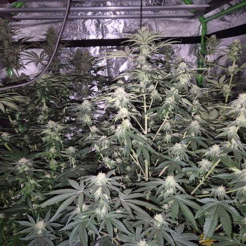 Mimosa evo stecki  🍊🍋🍍 (65-70bt) growlog timeline photo