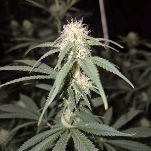 Tangerine dream 🌴 (60-65bt)  growlog timeline photo