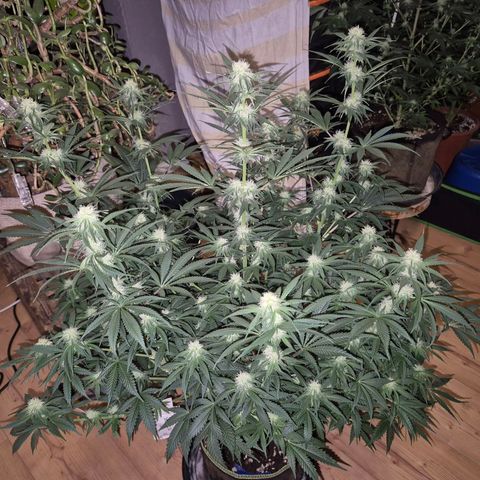 Tangerine dream 🌴 (60-65bt)  growlog timeline photo