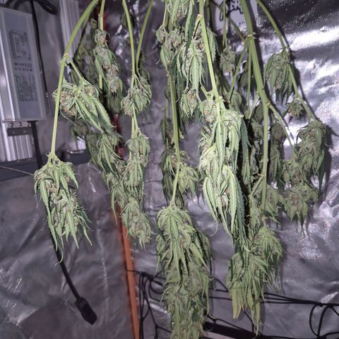 LSD auto (63-70 Tage ab Keimung) growlog timeline photo