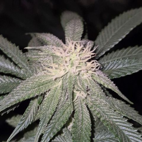 Mimosa evo stecki  🍊🍋🍍 (65-70bt) growlog timeline photo