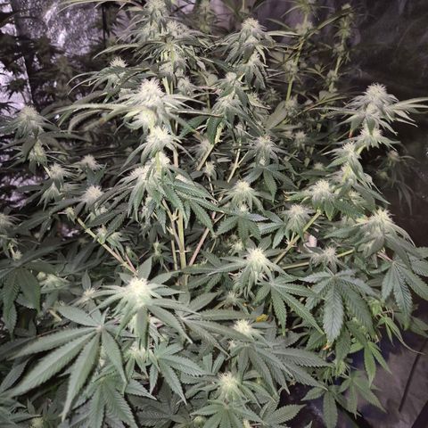 Mimosa evo stecki  🍊🍋🍍 (65-70bt) growlog timeline photo