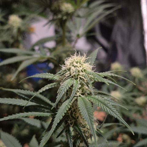 Tangerine dream 🌴 (60-65bt)  growlog timeline photo