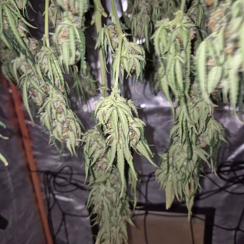 LSD auto (63-70 Tage ab Keimung) growlog timeline photo