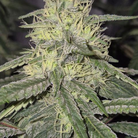 ICE 💚🧊 (63-70bt) growlog timeline photo