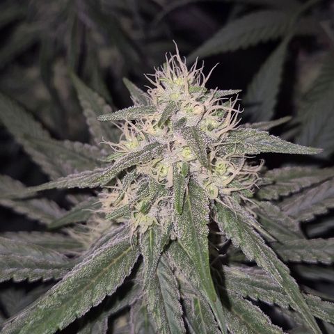 ICE 💚🧊 (63-70bt) growlog timeline photo