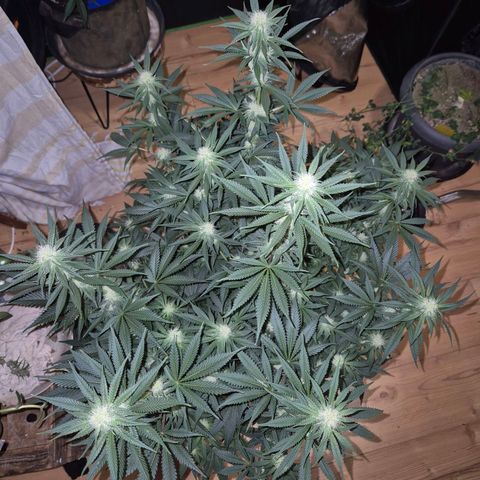 Tangerine dream 🌴 (60-65bt)  growlog timeline photo