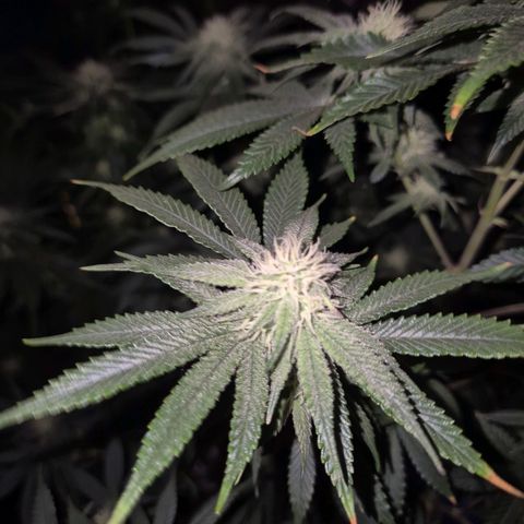 Mimosa evo stecki  🍊🍋🍍 (65-70bt) growlog timeline photo