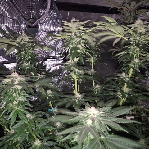 💚Bubba kush 🦝 (56-63 BT) growlog timeline photo