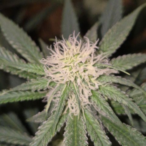 Tangerine dream 🌴 (60-65bt)  growlog timeline photo