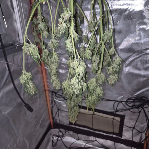LSD auto (63-70 Tage ab Keimung) growlog timeline photo