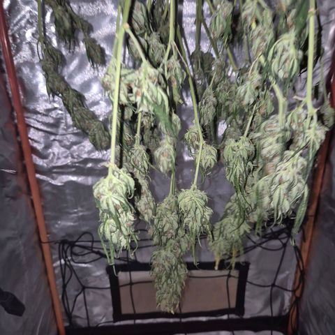 LSD auto (63-70 Tage ab Keimung) growlog timeline photo