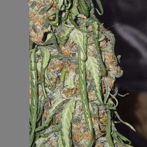 LSD auto (63-70 Tage ab Keimung) growlog timeline photo
