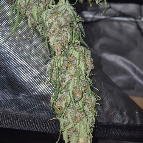 LSD auto (63-70 Tage ab Keimung) growlog timeline photo