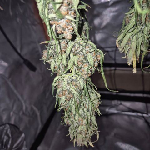LSD auto (63-70 Tage ab Keimung) growlog timeline photo