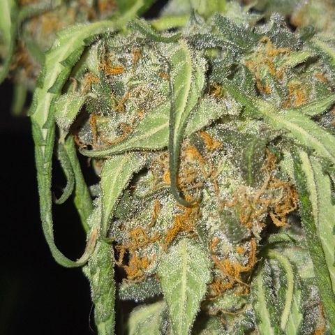 LSD auto (63-70 Tage ab Keimung) growlog timeline photo