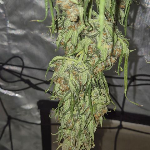 LSD auto (63-70 Tage ab Keimung) growlog timeline photo